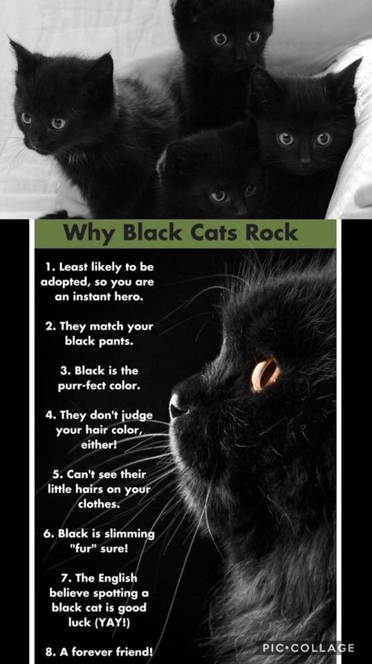 Black Kittens